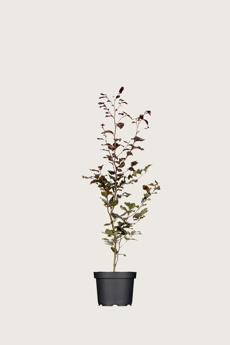 Blodbøg 60cm Forgrenet | Plantinavia
