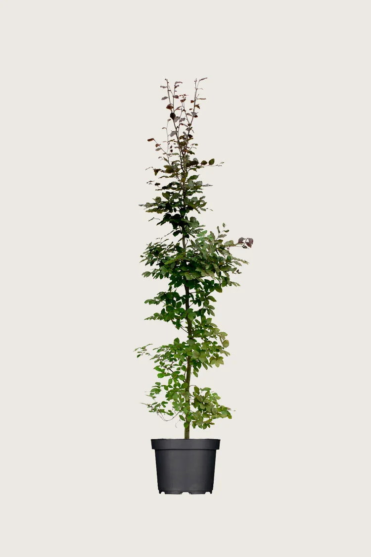 Blodbøg 150cm Vel forgrenet | Plantinavia