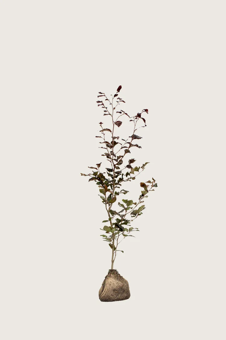 Blodbøg 100cm Forgrenet | Plantinavia