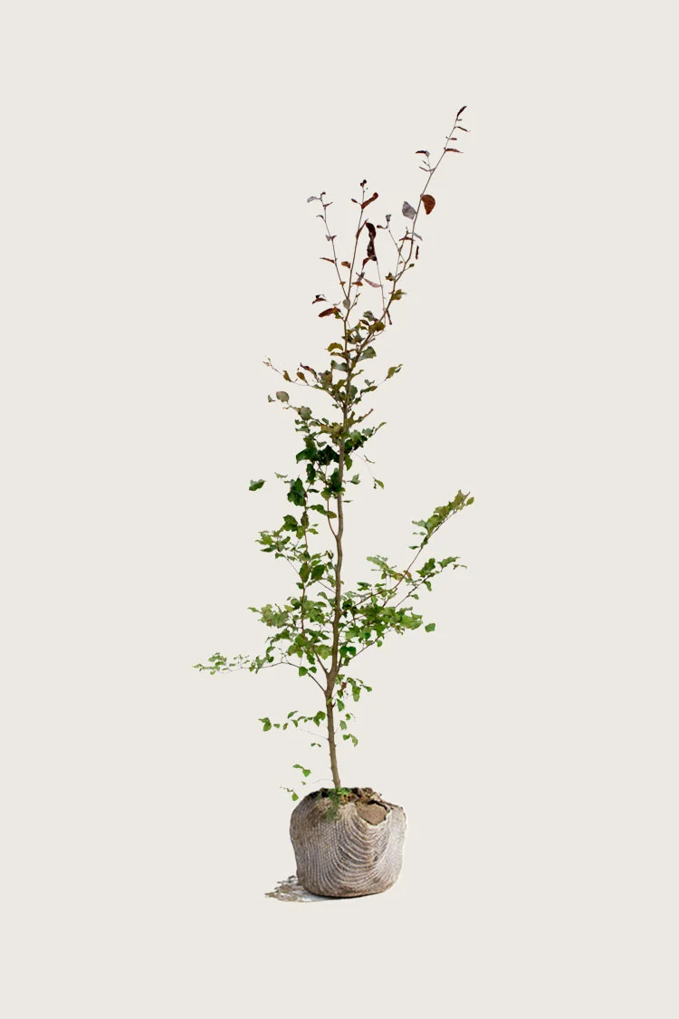 Blodbøg 200cm Forgrenet | Plantinavia