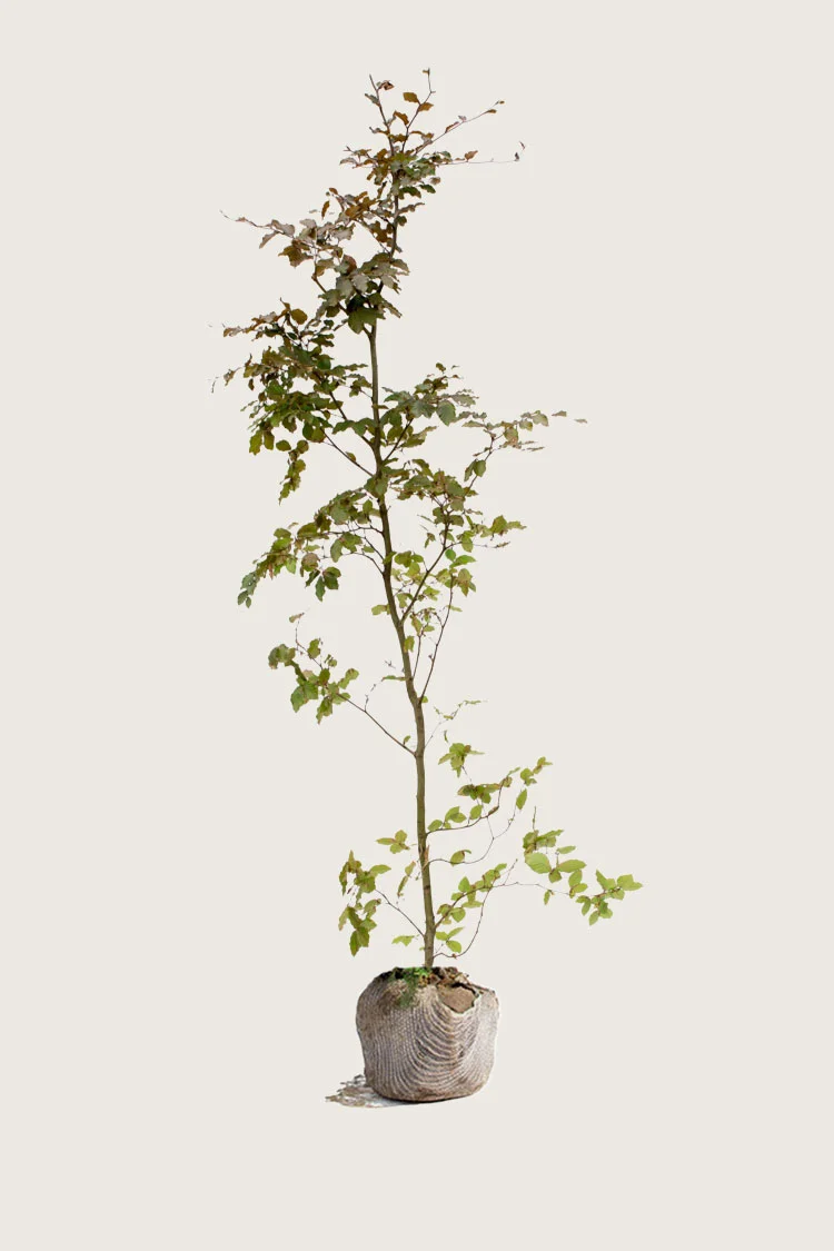 Blodbøg 350cm Forgrenet | Plantinavia