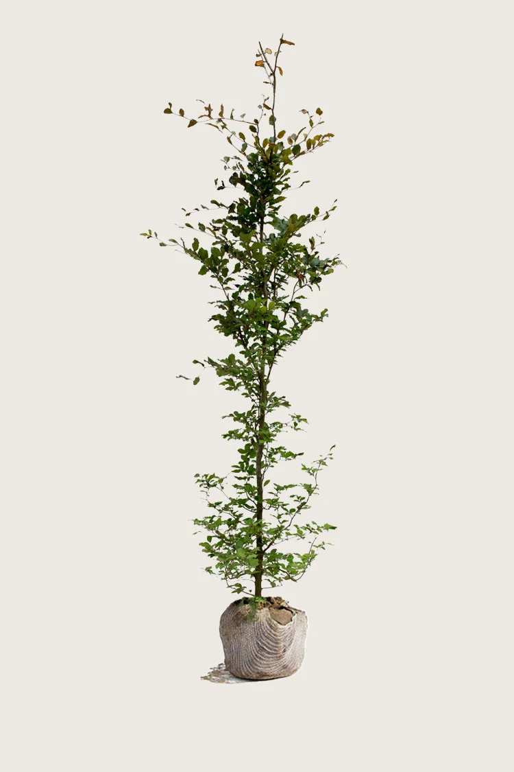 Blodbøg 225cm Vel forgrenet | Plantinavia