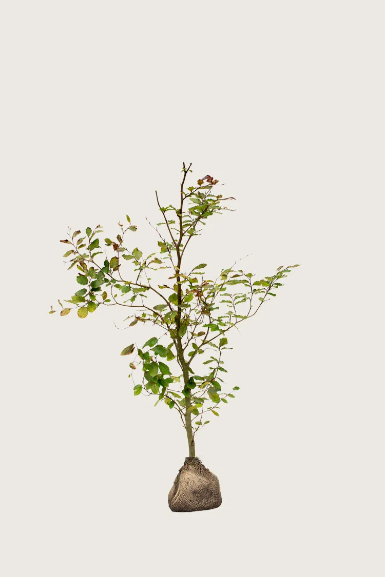 Blodbøg 80cm Vel forgrenet | Plantinavia
