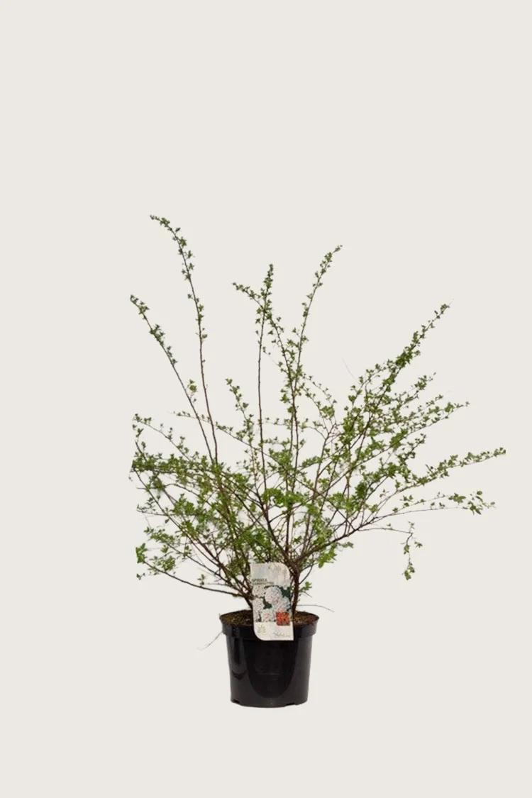 Buketspiræa 80cm Forgrenet | Plantinavia