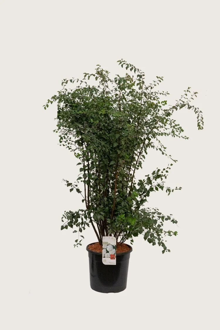 Buketspiræa 125cm Vel forgrenet | Plantinavia