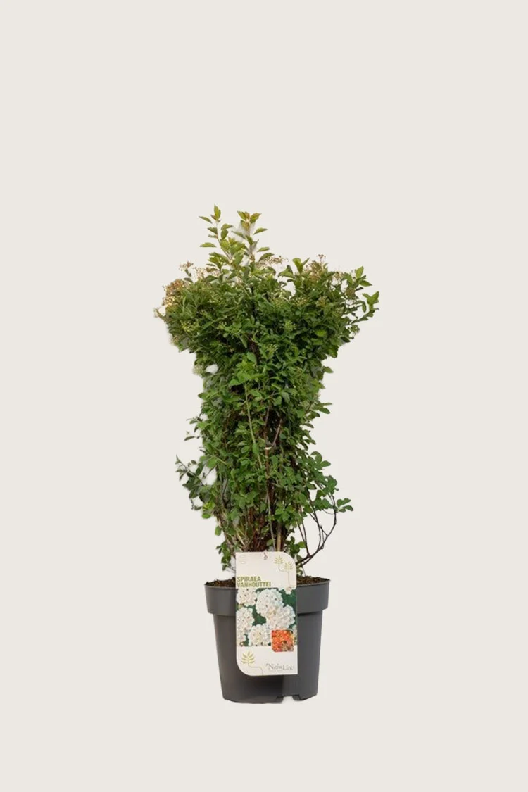 Buketspiræa 60cm Vel forgrenet | Plantinavia