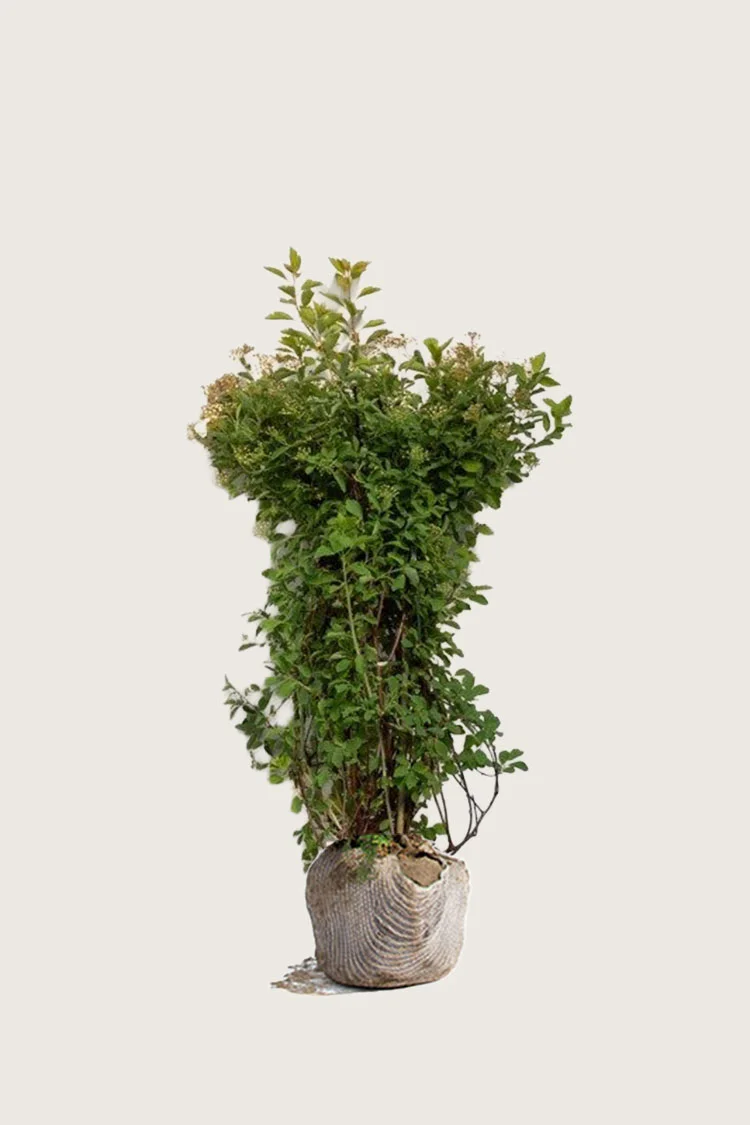 Buketspiræa 100cm Vel forgrenet | Plantinavia