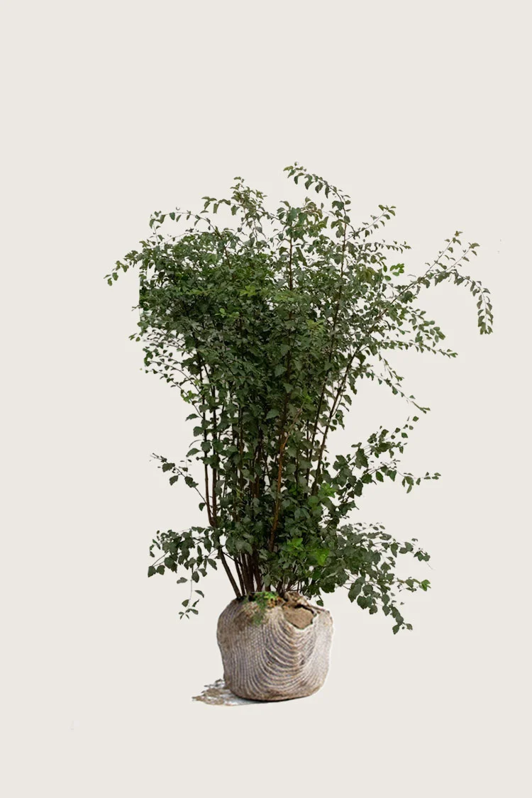 Buketspiræa 175cm Vel forgrenet | Plantinavia