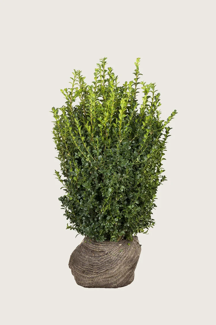 Buksbom 125cm Forgrenet | Plantinavia
