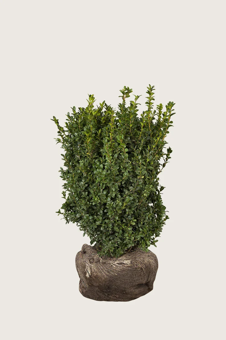 Buksbom 40cm Forgrenet | Plantinavia