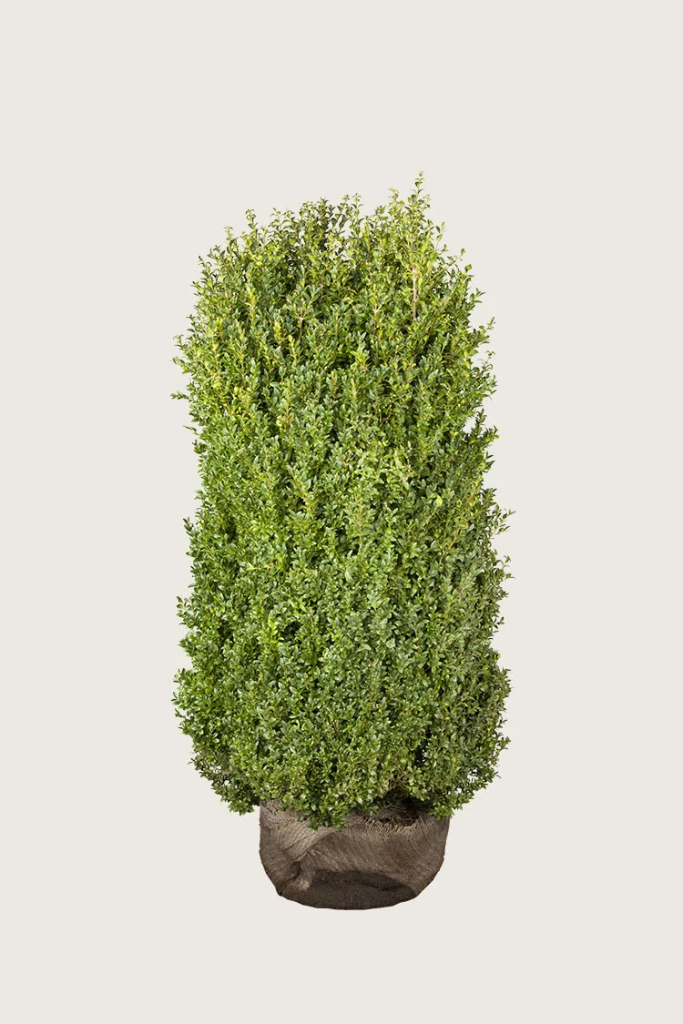 Buksbom 150cm Vel forgrenet | Plantinavia