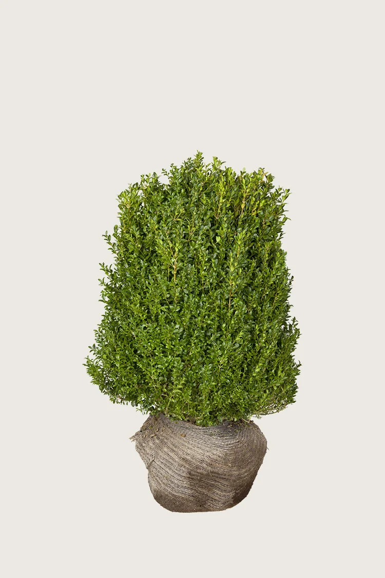 Buksbom 60cm Vel forgrenet | Plantinavia