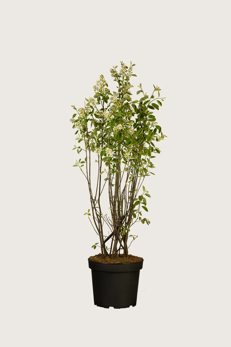 Canadisk bærmispel 125cm Forgrenet | Plantinavia