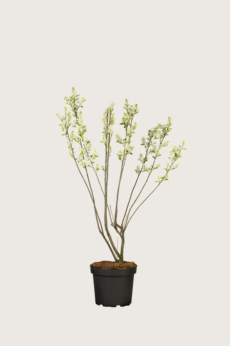 Canadisk bærmispel 80cm Forgrenet | Plantinavia