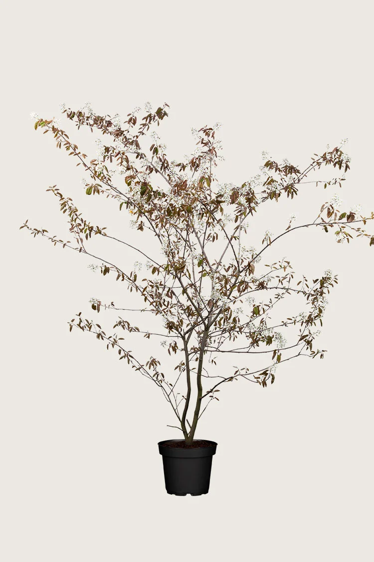 Canadisk bærmispel 150cm Vel forgrenet | Plantinavia