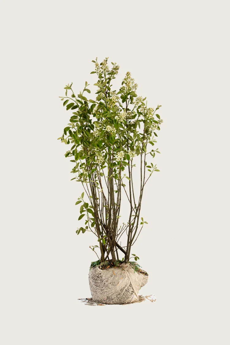Canadisk bærmispel 125cm Forgrenet | Plantinavia