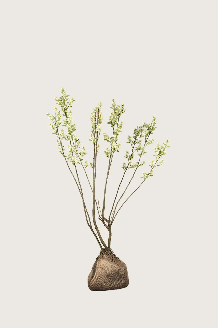 Canadisk bærmispel 80cm Forgrenet | Plantinavia