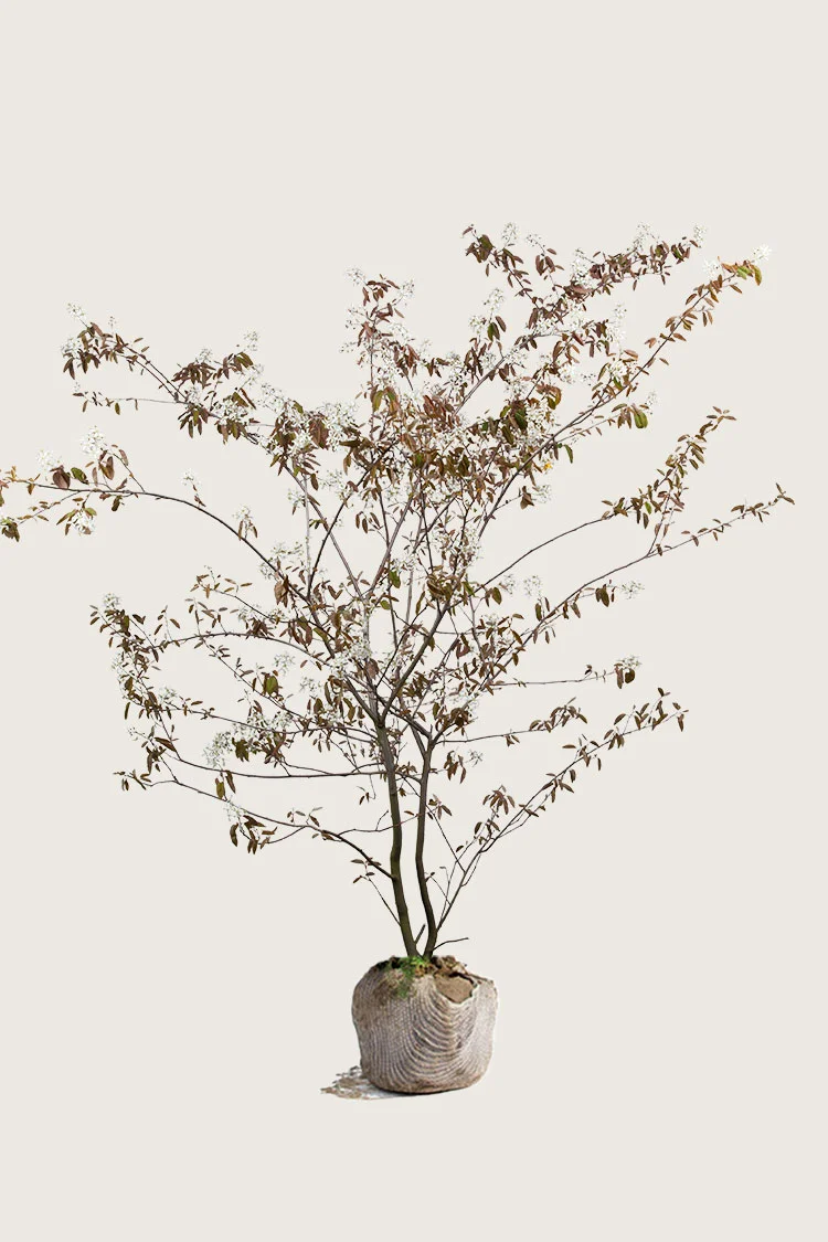 Canadisk bærmispel 100cm Vel forgrenet | Plantinavia