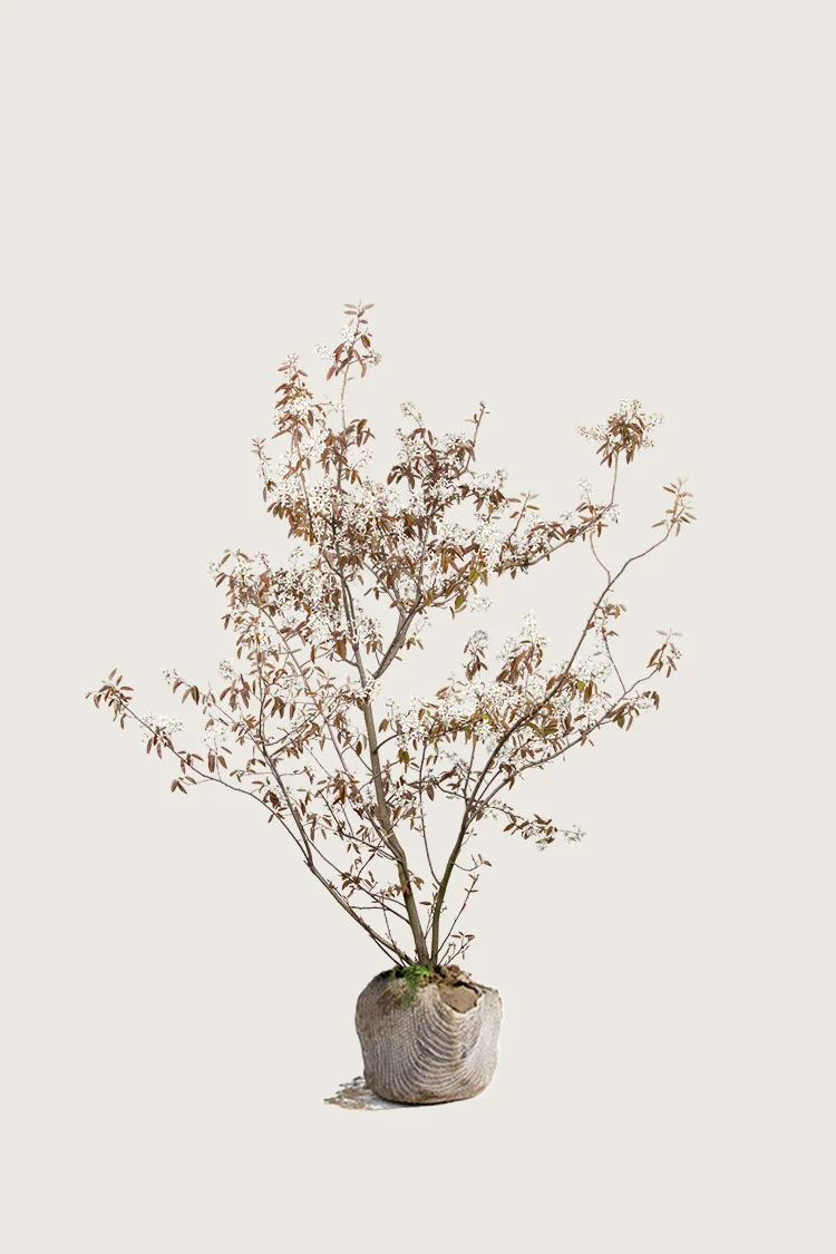 Canadisk bærmispel 80cm Vel forgrenet | Plantinavia