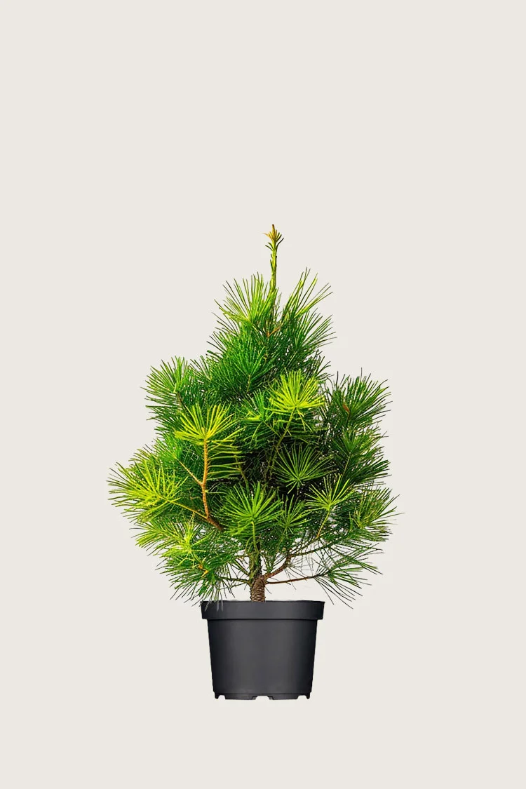 Cembrafyr 80cm Vel forgrenet | Plantinavia