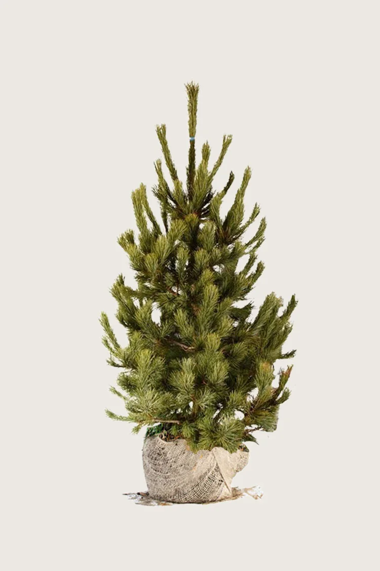 Cembrafyr 175cm Vel forgrenet | Plantinavia