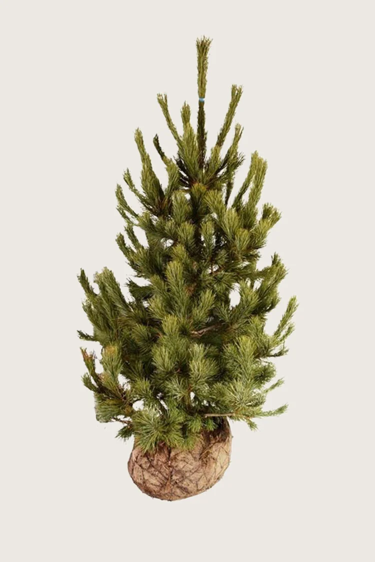 Cembrafyr 250cm Vel forgrenet | Plantinavia