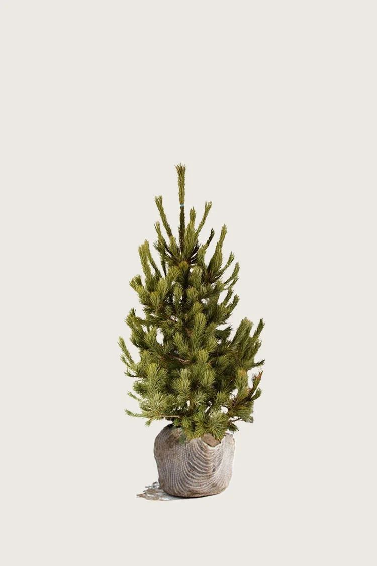 Cembrafyr 60cm Vel forgrenet | Plantinavia