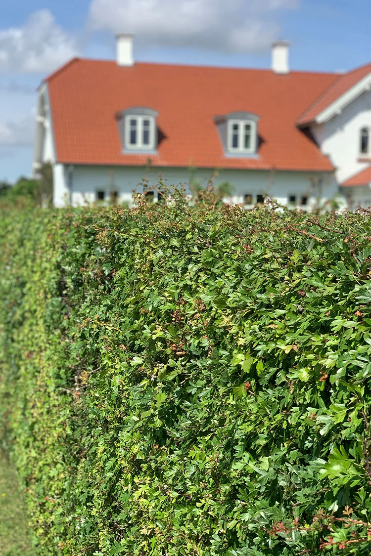 Engriflet Hvidtjørn