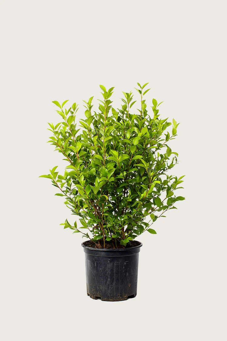 Dværgliguster 30cm Forgrenet | Plantinavia