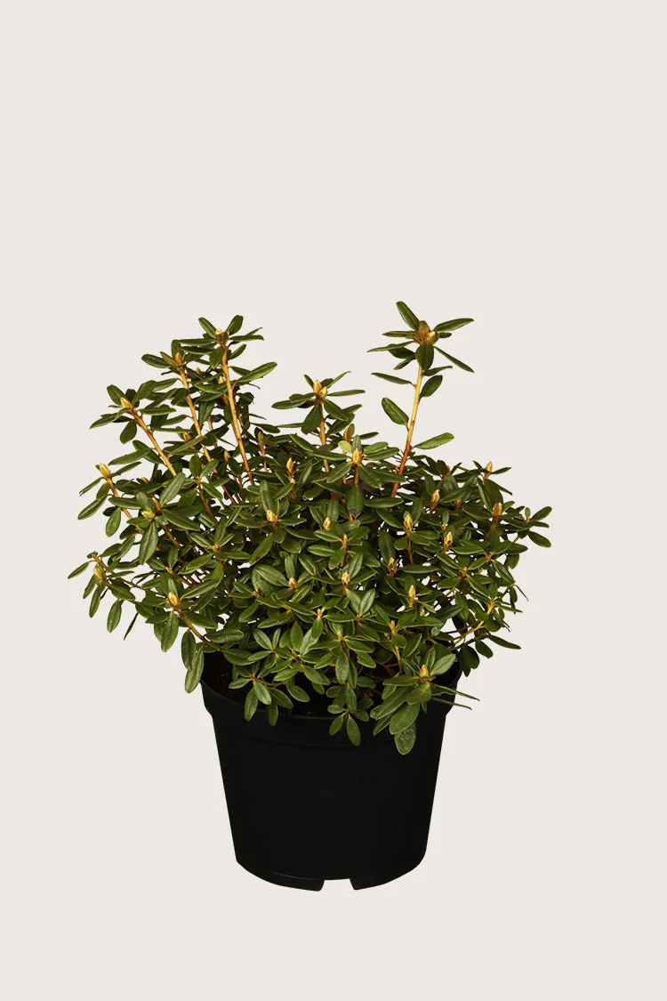 Dverg rhododendron 20cm Forgrenet | Plantinavia