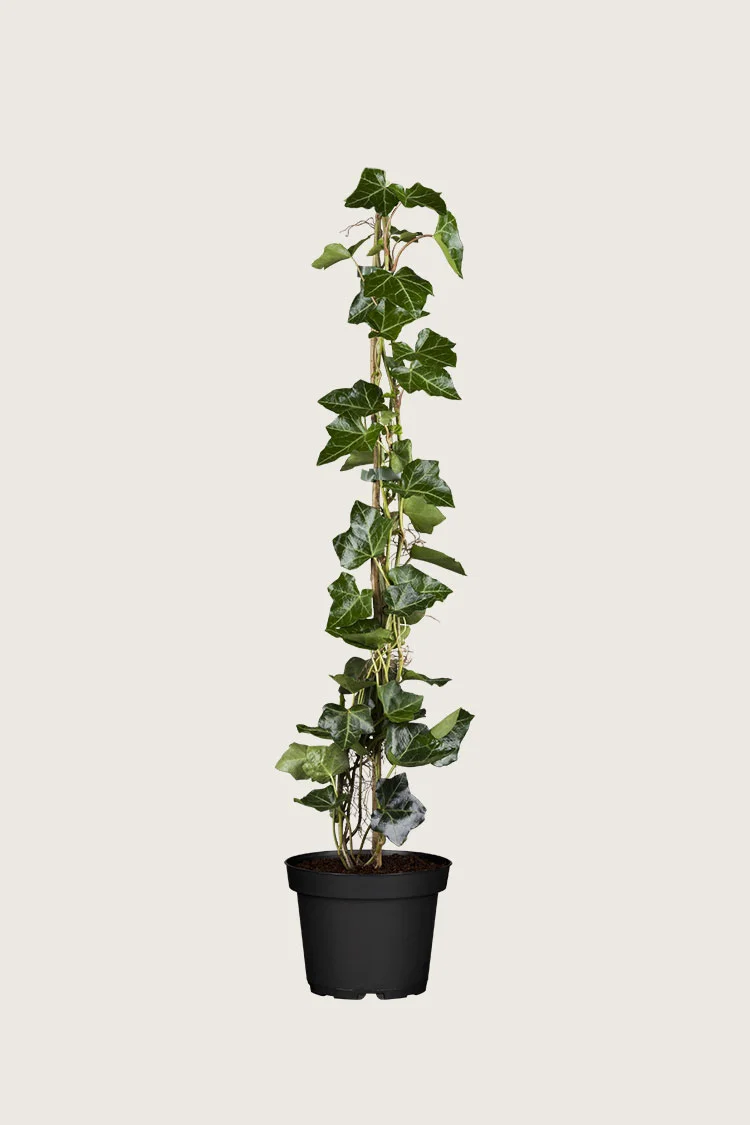 Efeu 175cm Forgrenet | Plantinavia