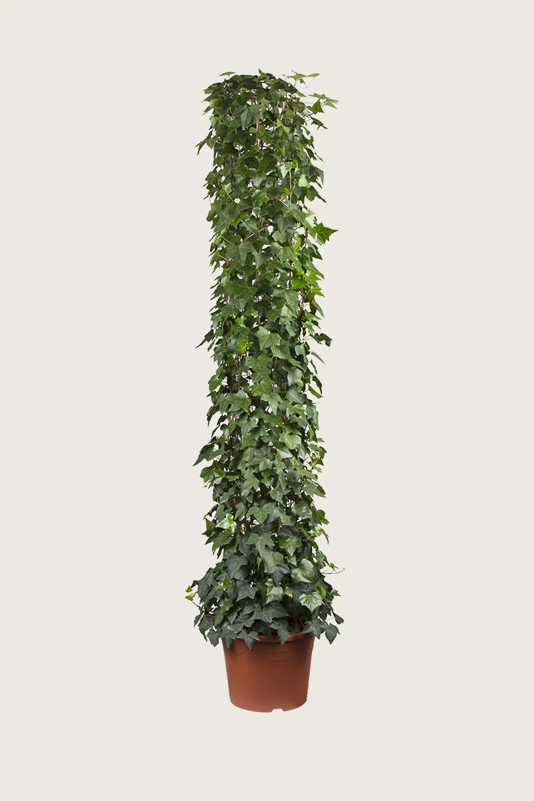 Efeu 200cm Forgrenet | Plantinavia