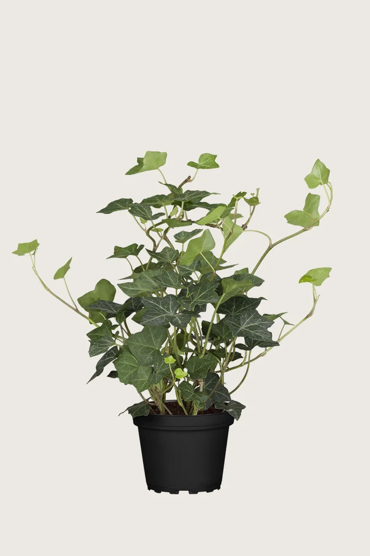 Efeu 80cm Forgrenet | Plantinavia