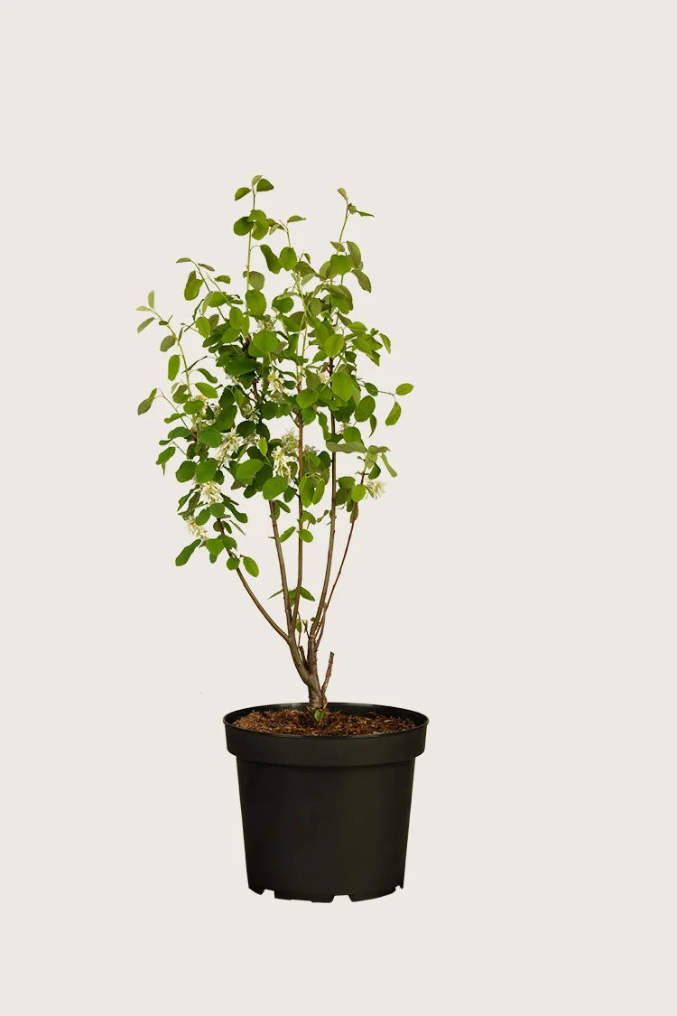 Ellebladet bærmispel 125cm Vel forgrenet | Plantinavia