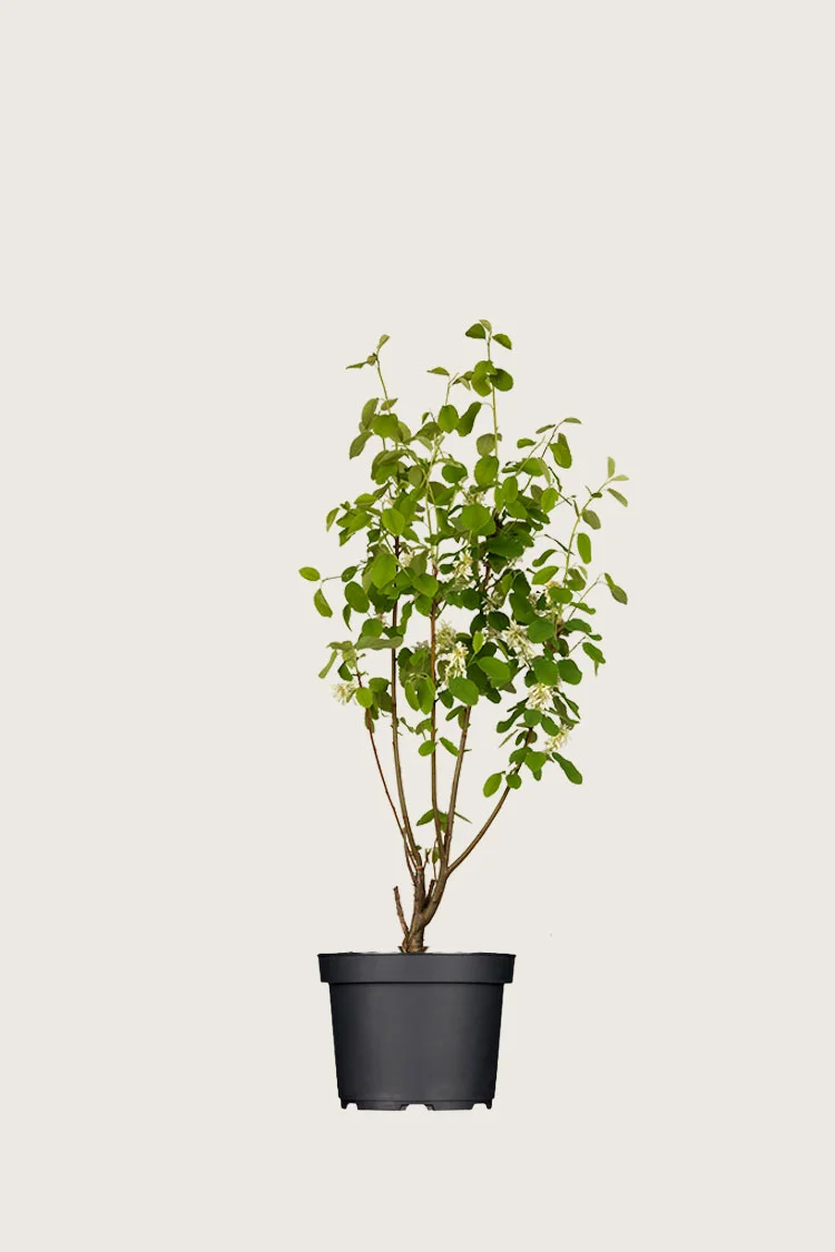 Ellebladet bærmispel 60cm Vel forgrenet | Plantinavia