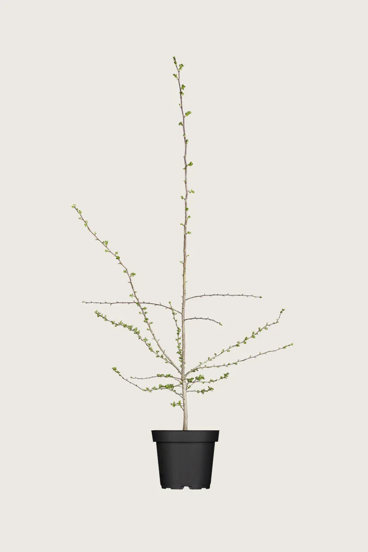 Engriflet Hvidtjørn 40cm Forgrenet | Plantinavia