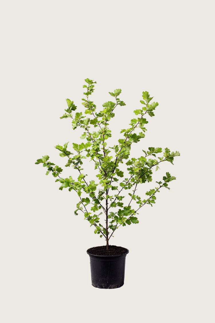 Engriflet Hvidtjørn 100cm Vel forgrenet | Plantinavia