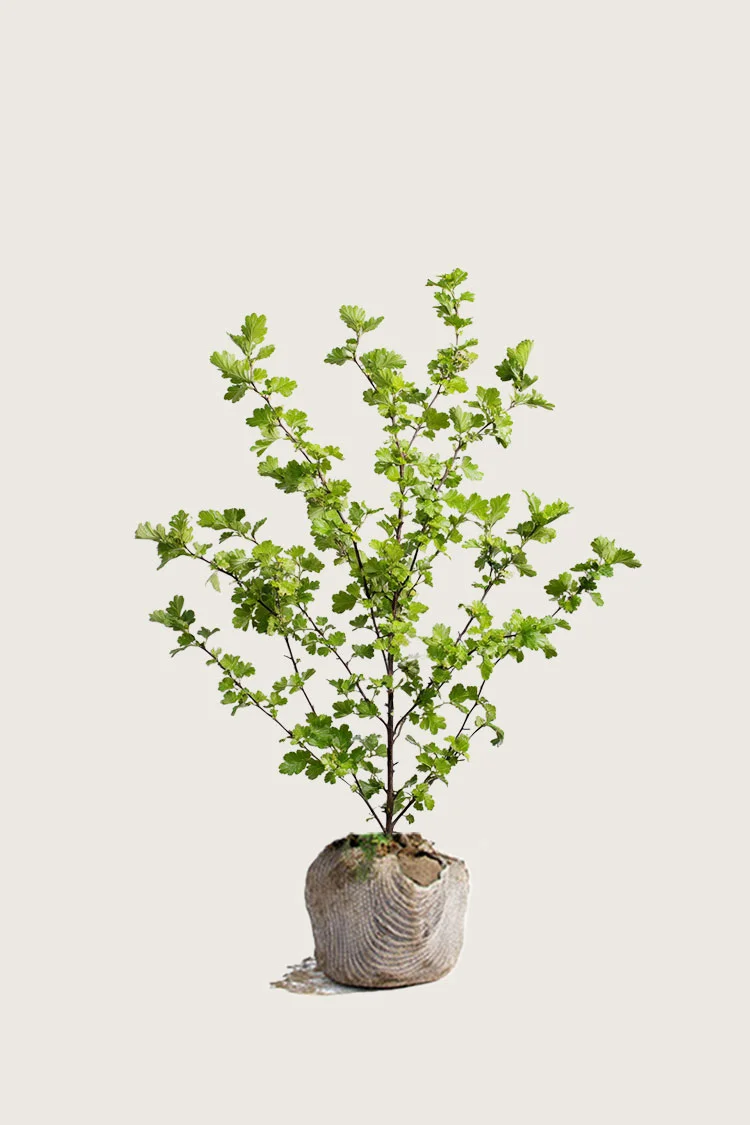 Engriflet Hvidtjørn 150cm Vel forgrenet | Plantinavia