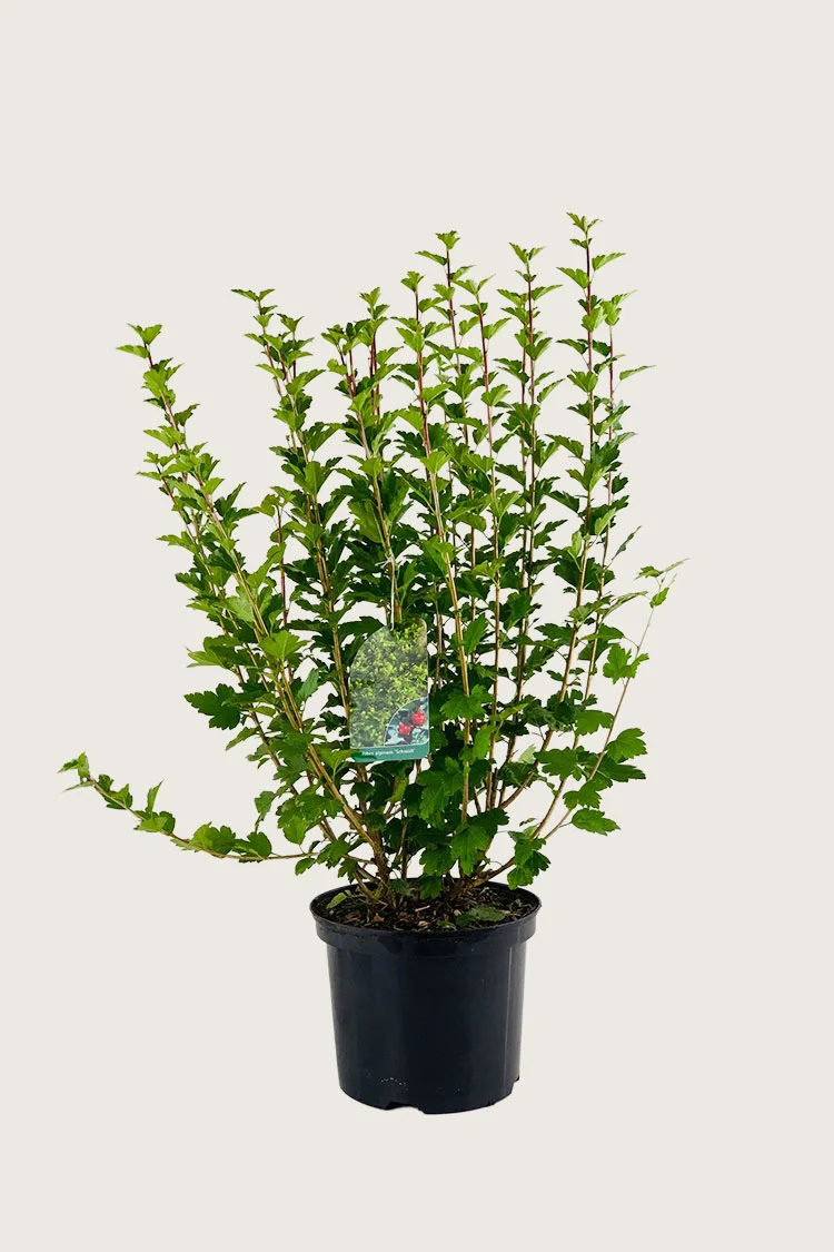 Fjeldribs 125cm Forgrenet | Plantinavia
