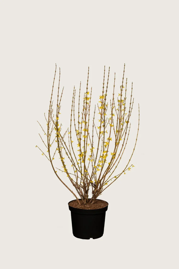 Forsythia 40cm Forgrenet | Plantinavia
