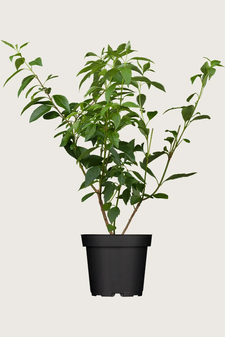 Forsythia 100cm Vel forgrenet | Plantinavia