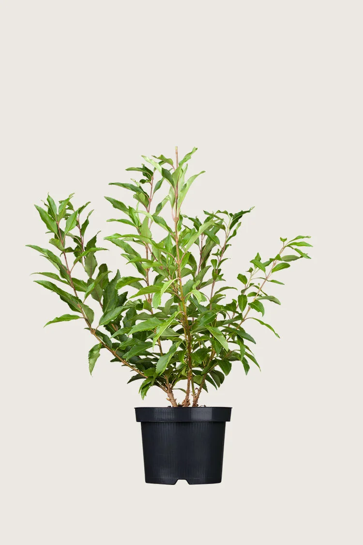 Forsythia 80cm Vel forgrenet | Plantinavia