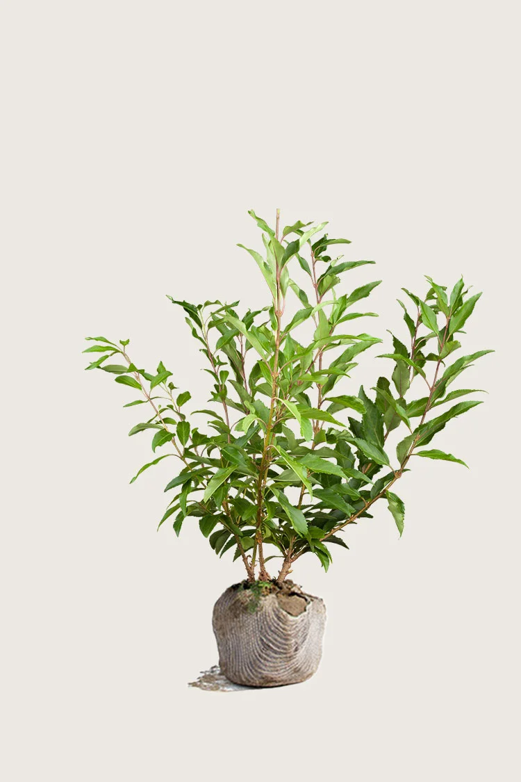 Forsythia 100cm Vel forgrenet | Plantinavia