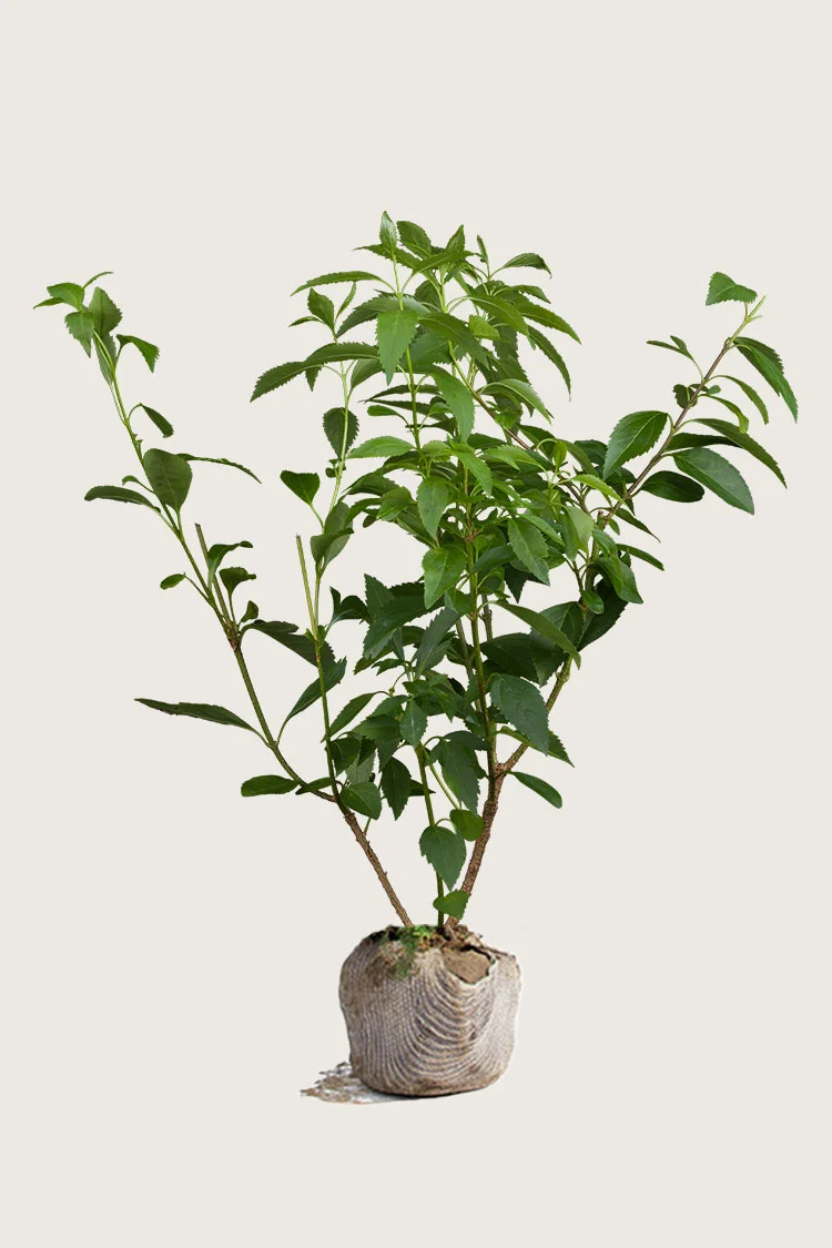 Forsythia 175cm Vel forgrenet | Plantinavia