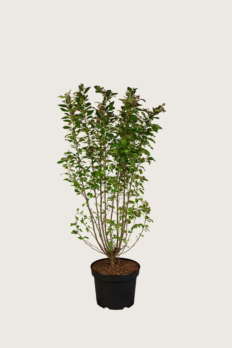 Glans dværgmispel 60cm Vel forgrenet | Plantinavia
