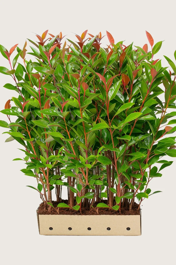 Glansmispel 300cm Vel forgrenet | Plantinavia
