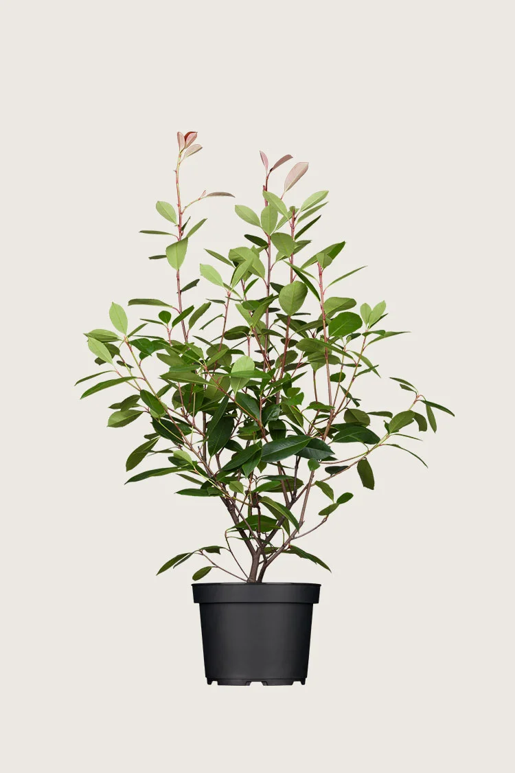 Glansmispel 175cm Vel forgrenet | Plantinavia