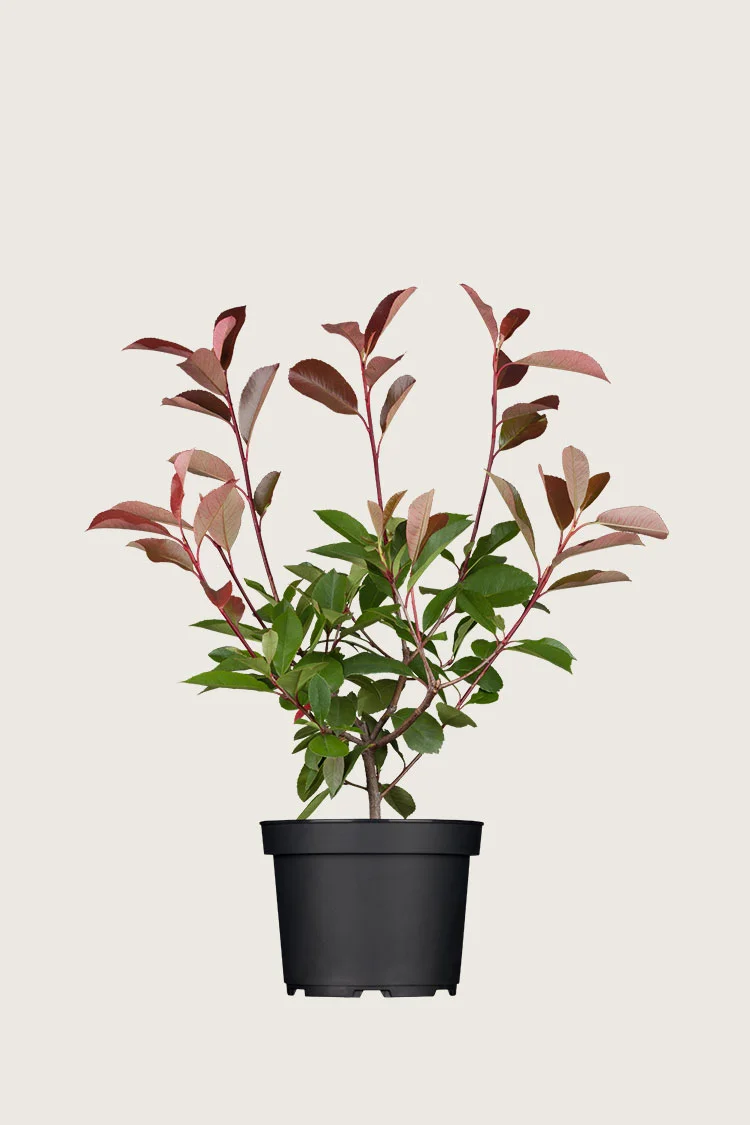 Glansmispel 80cm Vel forgrenet | Plantinavia