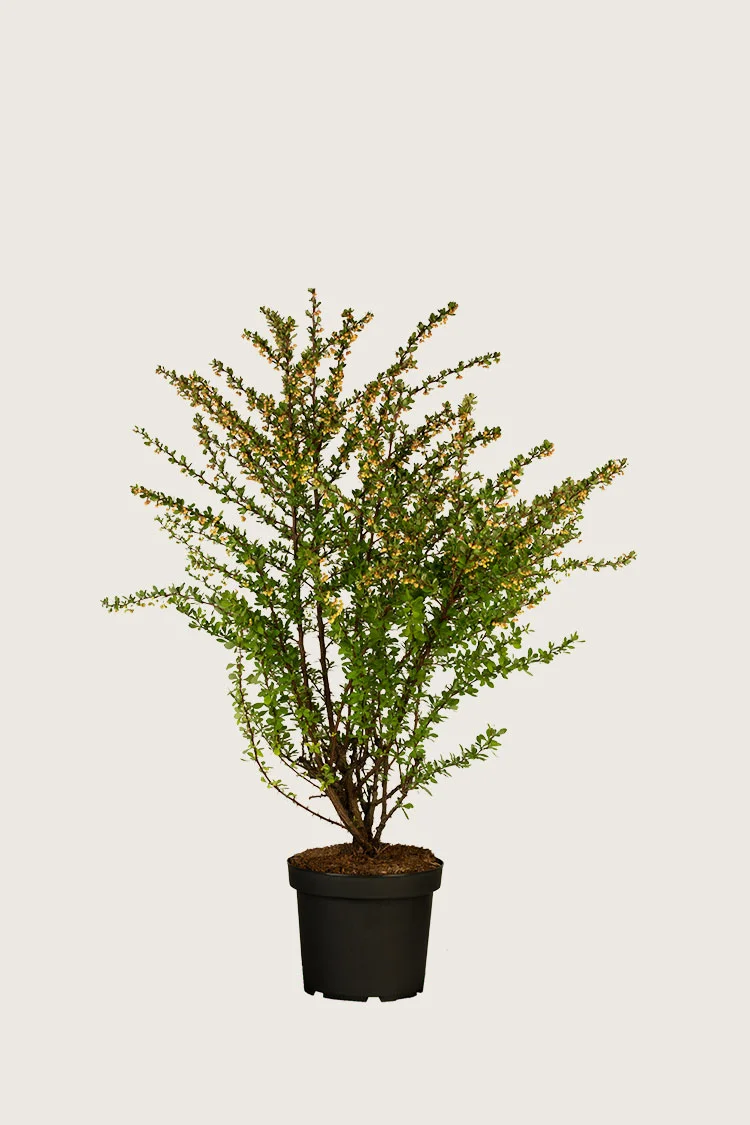 Grøn Berberis 60cm Forgrenet | Plantinavia