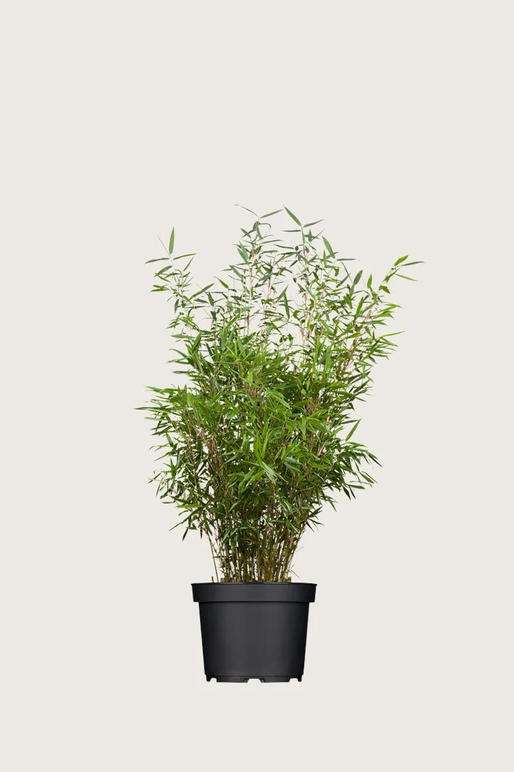 Gul Bambus Rufa 80cm Forgrenet | Plantinavia